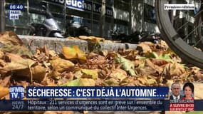 À Paris, les feuilles mortes recouvrent déjà les trottoirs à cause de la sécheresse et la canicule