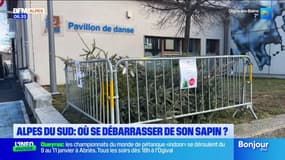 Collecte de sapins: où s'en débarrasser dans les Hautes-Alpes et des Alpes-de-Haute-Provence?