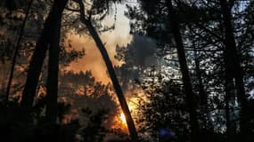 Des arbres en feu près de la dune du Pilat, en Gironde, le 13 juillet 2022