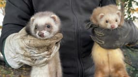 Des furets pour lutter contre les rats à Marseille.