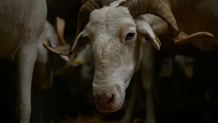 Quarante-et-un foyers d'un nouveau type de fièvre catarrhale ovine (FCO), aussi appelée "maladie de la langue bleue", étaient confirmés au 14 août dans six départements du nord de la France.