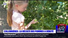 Var: la récolte des pommes a débuté à Collobrières