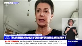 Marineland : que vont devenir les animaux ? - 05/01