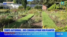 Temps automnal en Normandie: des conseils pour vos plantes