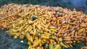 Cyril Rous estime a au moins 5 tonnes la quantité de courgettes qu'il va devoir laisser pourrir.