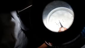 Un technicien de laboratoire étudie les moustiques porteurs du virus Chikungunya dans un laboratoire de santé publique à Acapulco, au Mexique 