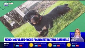 Deux nouveaux procès pour maltraitance animale dans le Nord