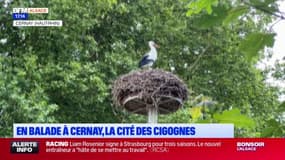 Cernay: une balade dans la ville, qualifiée de cité des cigognes