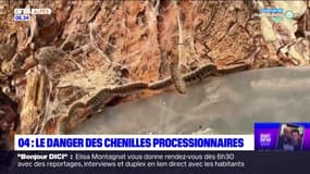 Alpes-de-Haute-Provence: les chenilles processionnaires de retour plus tôt