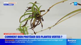 Le Café des Jardiniers: comment bien protéger ses plantes vertes?