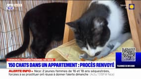 150 chats dans un appartement: le procès renvoyé à Nice