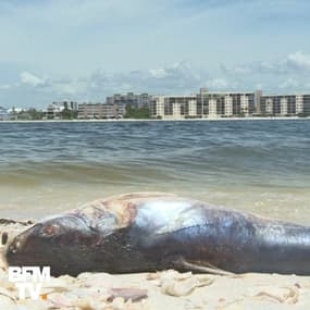 En Floride, une marée rouge décime la faune marine 
