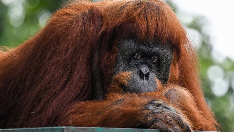 Regarder la vidéo La Malaisie souhaite offrir un orang-outan aux pays qui achètent de l'huile de palme