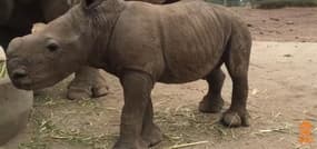Les premiers pas d’un petit rhinocéros dans un zoo australien 