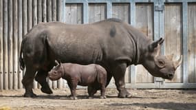Un bébé rhinocéros noir fait sa première apparition publique au Zoo du Lincoln Park, à Chicago, le 17 septembre 2019