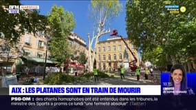 Aix-en-Provence: un platane touché par le chancre coloré abattu sur le cours Mirabeau