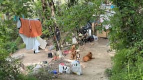 Un réseau de trafic de chiens a été démantelé ce lundi 5 mai dans un campement situé à proximité du quartier Henri Sappia, à Nice
