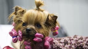 Un chien se prépare pour défiler dans un concours de beauté pour animaux, le 30 mars 2014 à Berlin