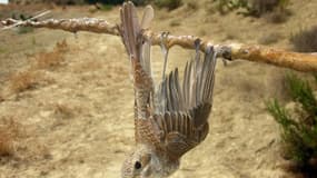 Photo diffusée le 27 septembre 2013 par l'association BirdLife Cyprus montrant un oiseau piégé à une branche couverte de colle