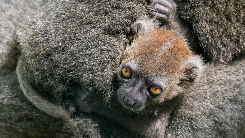 Le bébé lémurien