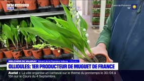 Ollioules: le 1er producteur français de muguet 