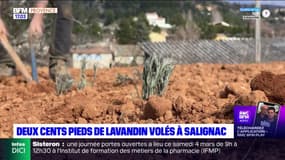 Près de 200 jeunes pieds de lavandin volés à Salignac, une plainte déposée