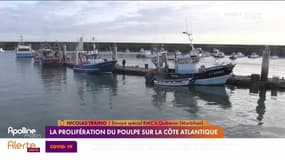 RMC chez vous : La prolifération du poulpe sur la côte atlantique - 06/01