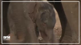 Cet éléphanteau est le nouveau pensionnaire du zoo de Sydney