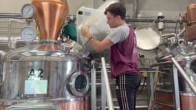 L'artemisia absinthium en train d'être distillée enfin de produire de l'absinthe, chez Distilleries et domaines de Provence à Forcalquier (Alpes-de-Haute-Provence), en juillet 2024.