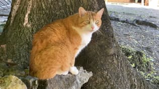 Danny, l'un des sept chats qui ont disparu à Montauroux dans le Var depuis le 25 avril 2024.