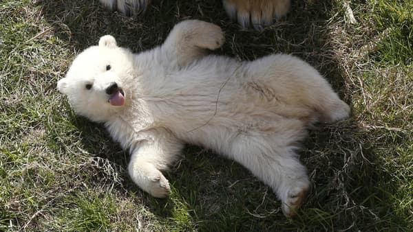 La petite oursonne pèse déjà 20 kilos