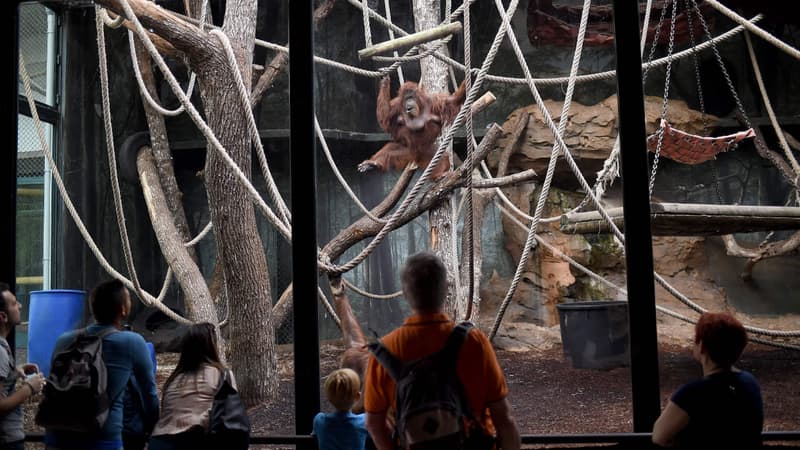 Le public se presse devant les orang-outans de la ménagerie du Jardin des plantes, à Paris. 