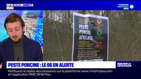 Peste porcine: les Alpes-Maritimes en alerte