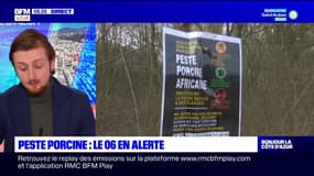 Peste porcine: les Alpes-Maritimes en alerte