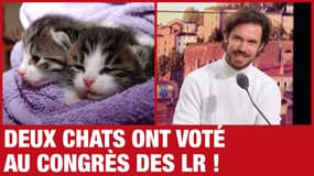 Demanche pirate le 3216 - Deux chats ont voté à la présidence LR
