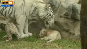 La maman tigre et deux de ses petits.