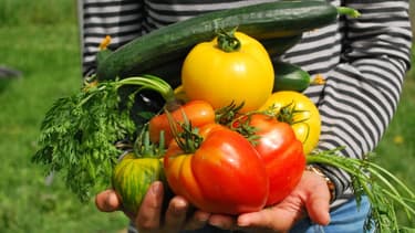 En louant sur Monpotager.com une parcelle de 15m2, le client peut espérer une récolte de 20 à 50 kilos par an.