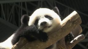Indonésie: bûche glacée de fruits, légumes et bambou pour les 1 an du panda du zoo national