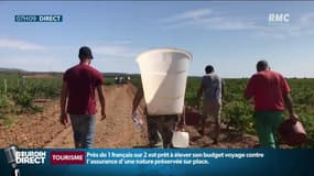 Des vendanges toujours plus précoces à cause de la chaleur