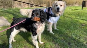 Nouki et Tyrex sont aujourd'hui sauvés.