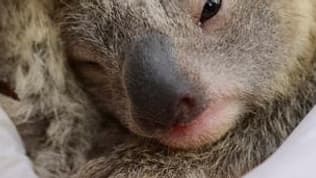 Le bébé koala Ash à l'Australian Reptile Park. Le bébé koala Ash à l'Australian Reptile Park.