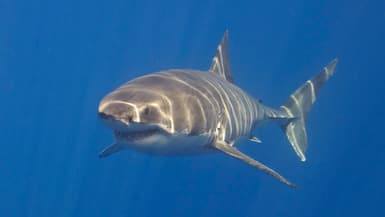 Un requin blanc (Photo d'illustration).