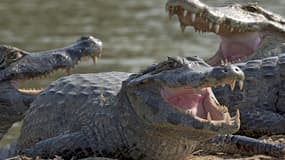 La police sud-africaine est à la recherche d'une dangereuse bande de jeunes crocodiles échappés d'un élevage dans le sud du pays. (Photo d'illustration)