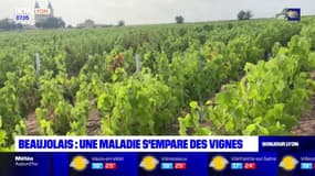Beaujolais: les vignes touchées par la maladie de la flavescence dorée