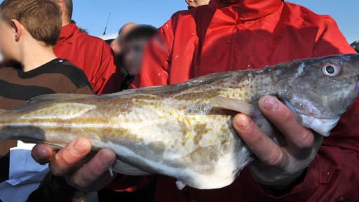 Un marin pêcheur présente un cabillaud le 17 avril 2008 au port de Boulogne-sur-mer lors d'une opération de distribution gratuite/ (illustration)