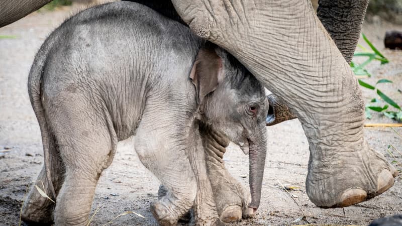 Un éléphanteau (photo d'illustration).