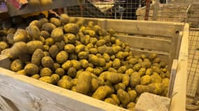 La production de pomme de terre française ne cesse de croître