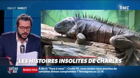 En Floride, les autorités redoutent... une pluie d'iguanes