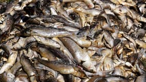 Des poissons retrouvés morts dans l'étang de Bolmon le lundi 1er juillet 2019.