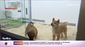 Bien-être animal: le Sénat se penche sur les conditions de vente des animaux